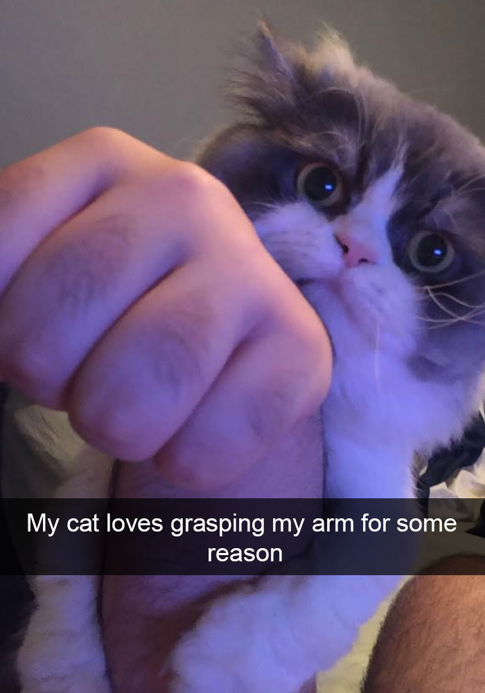 128 Hilarious Cat Snapchats That Are Im-paw-sible Not To Laugh At