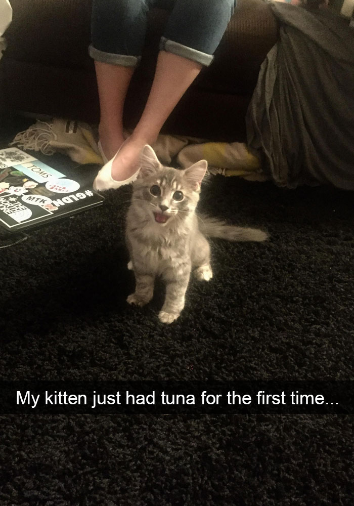 128 Hilarious Cat Snapchats That Are Im-paw-sible Not To Laugh At
