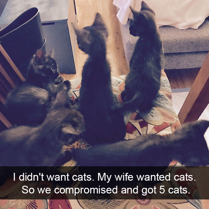 128 Hilarious Cat Snapchats That Are Im-paw-sible Not To Laugh At