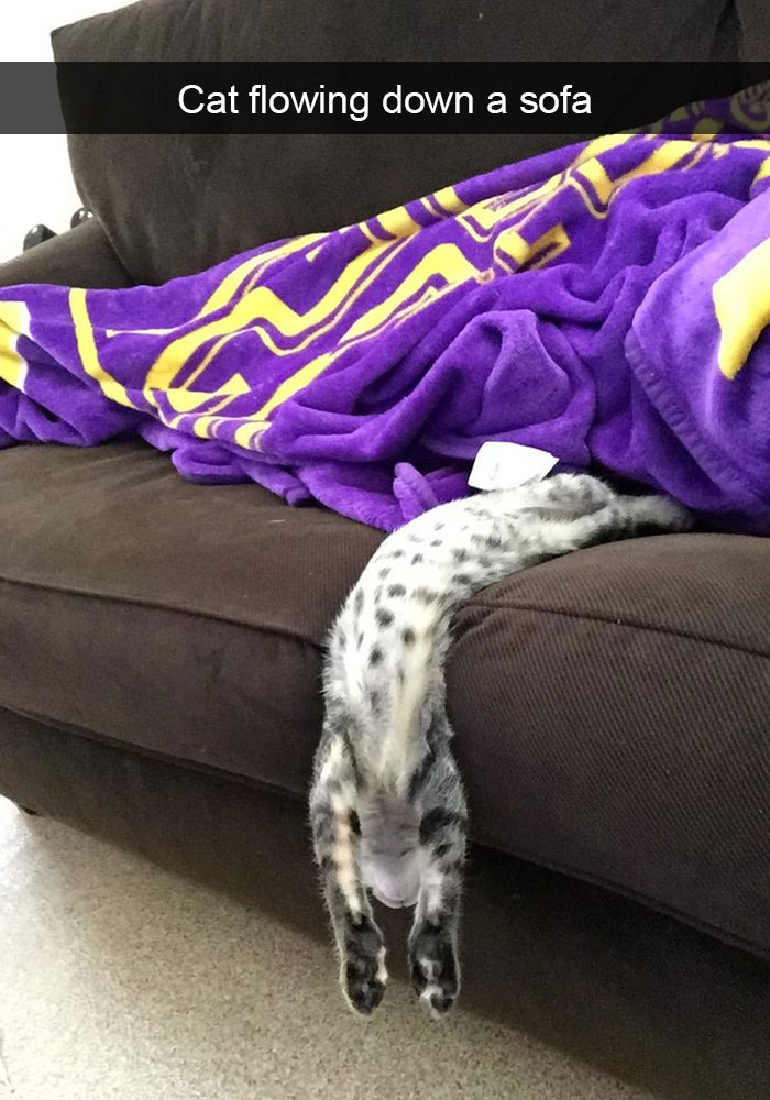 128 Hilarious Cat Snapchats That Are Im-paw-sible Not To Laugh At
