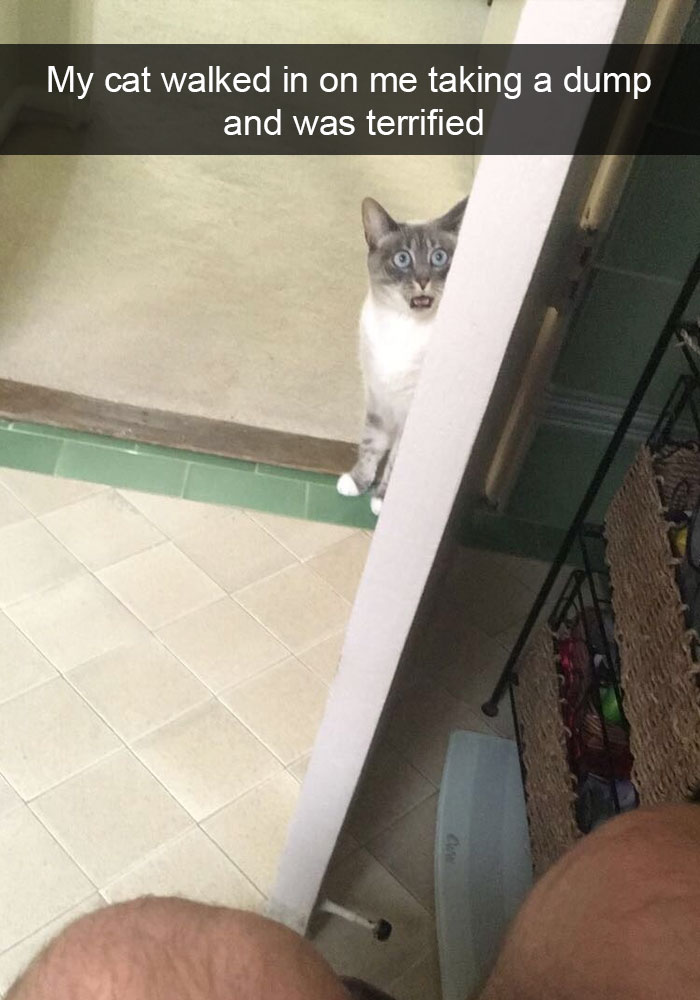 128 Hilarious Cat Snapchats That Are Im-paw-sible Not To Laugh At