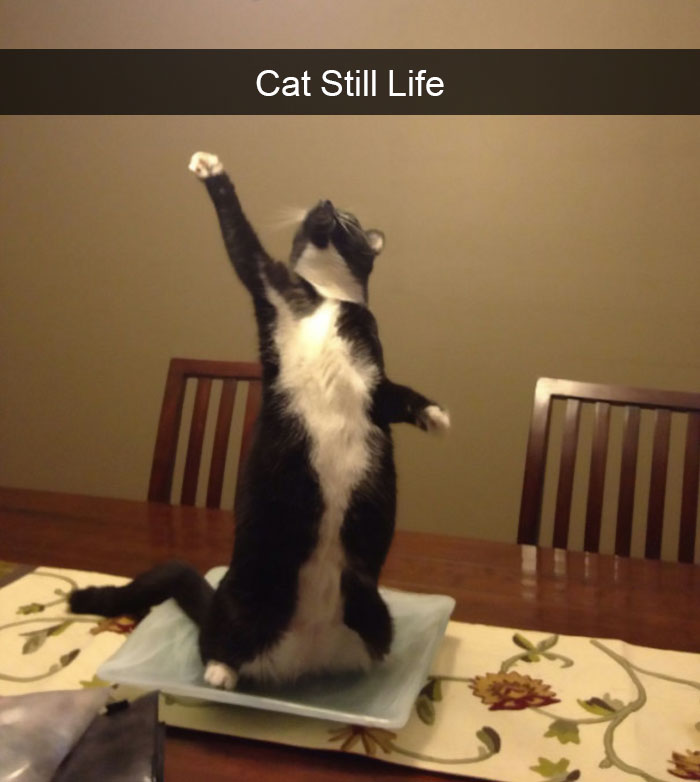 128 Hilarious Cat Snapchats That Are Im-paw-sible Not To Laugh At