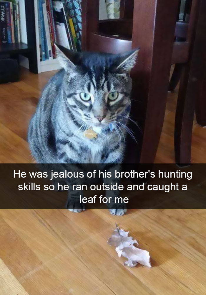 128 Hilarious Cat Snapchats That Are Im-paw-sible Not To Laugh At