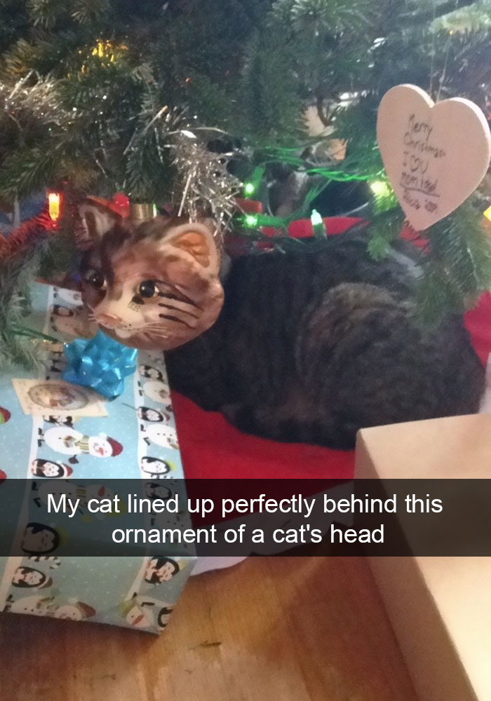 128 Hilarious Cat Snapchats That Are Im-paw-sible Not To Laugh At