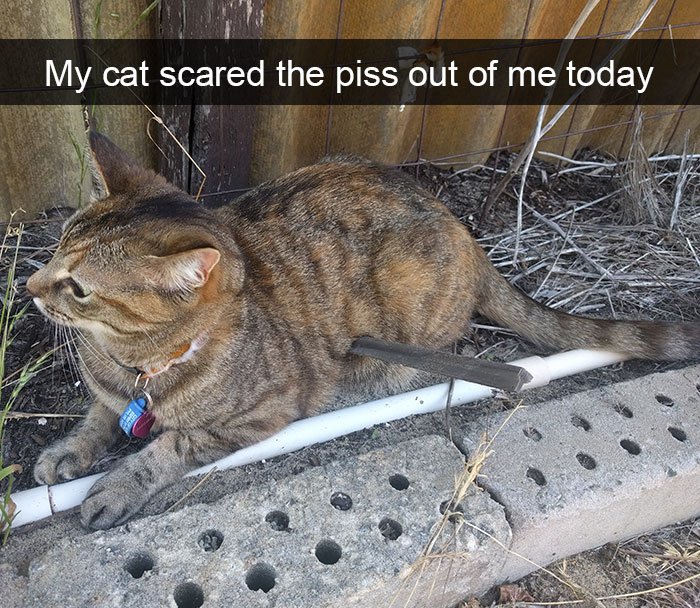 Hilarious-cat-snapchats