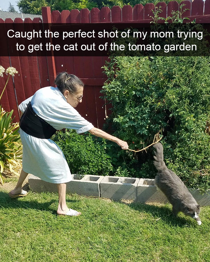 128 Hilarious Cat Snapchats That Are Im-paw-sible Not To Laugh At