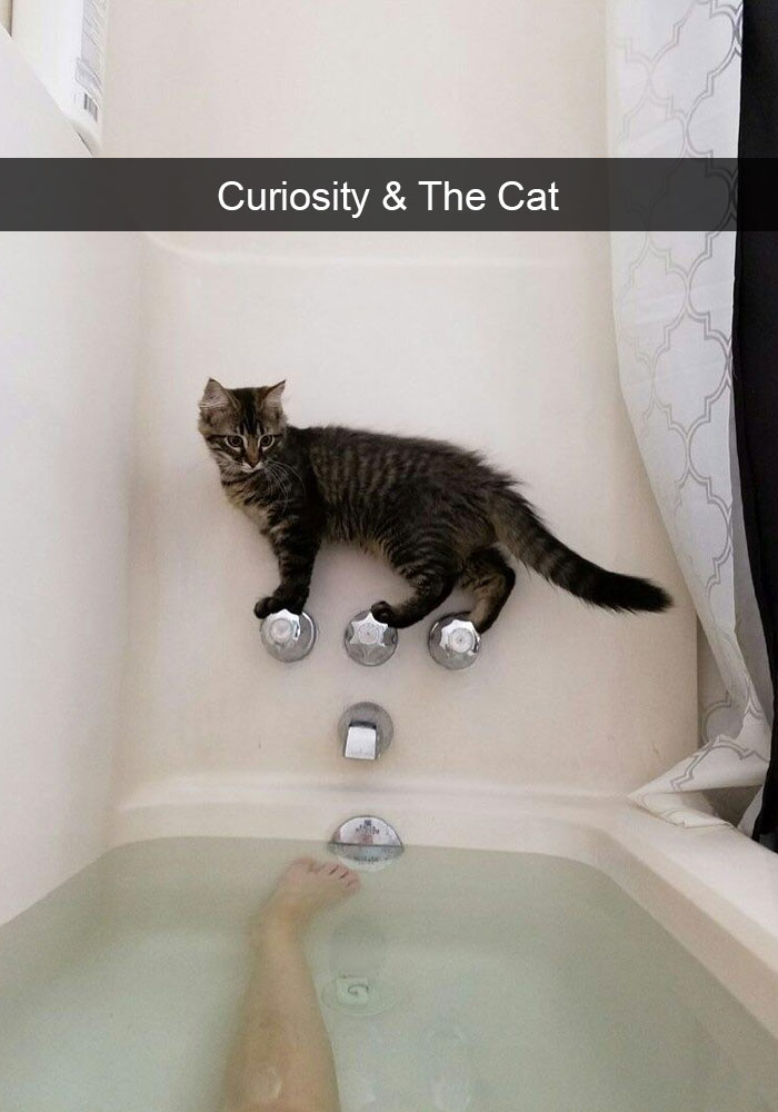 128 Hilarious Cat Snapchats That Are Im-paw-sible Not To Laugh At