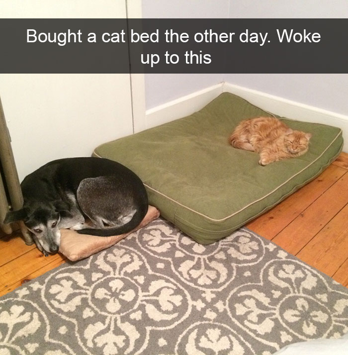128 Hilarious Cat Snapchats That Are Im-paw-sible Not To Laugh At