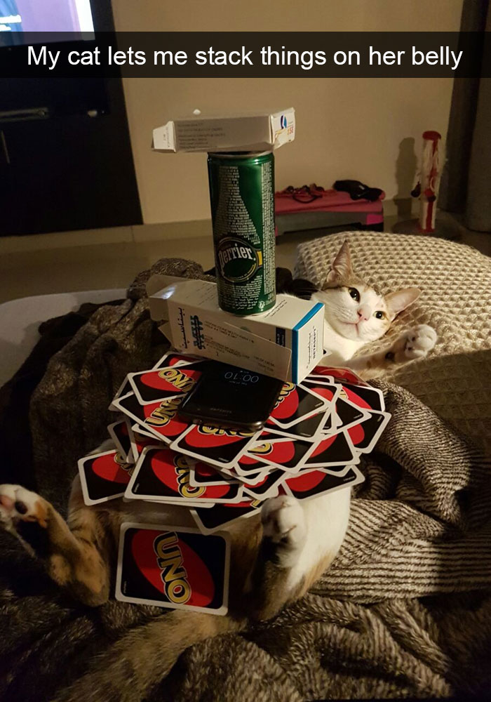 128 Hilarious Cat Snapchats That Are Im-paw-sible Not To Laugh At