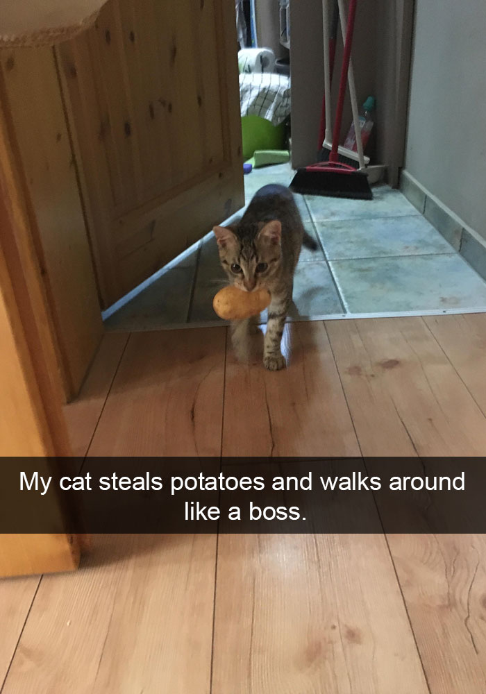128 Hilarious Cat Snapchats That Are Im-paw-sible Not To Laugh At