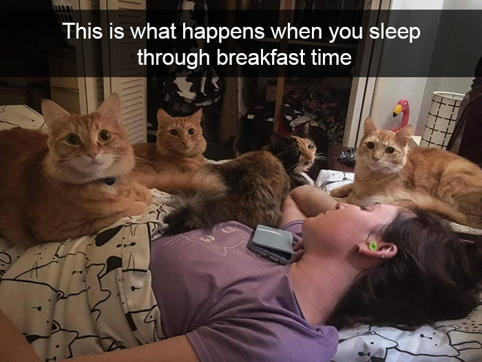 128 Hilarious Cat Snapchats That Are Im-paw-sible Not To Laugh At