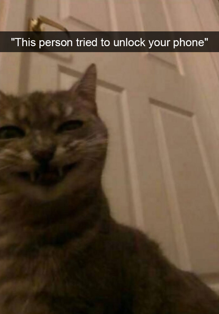 128 Hilarious Cat Snapchats That Are Im-paw-sible Not To Laugh At