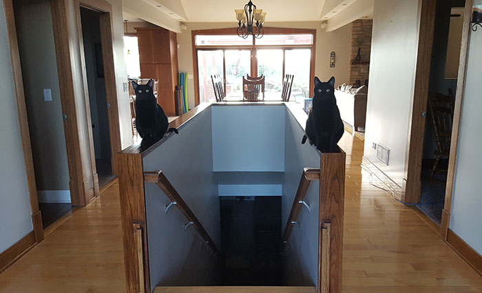 128 Hilarious Cat Snapchats That Are Im-paw-sible Not To Laugh At