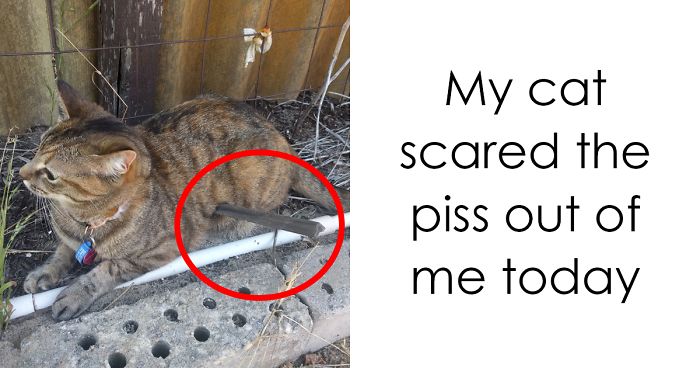 128 Hilarious Cat Snapchats That Are Im-paw-sible Not To Laugh At