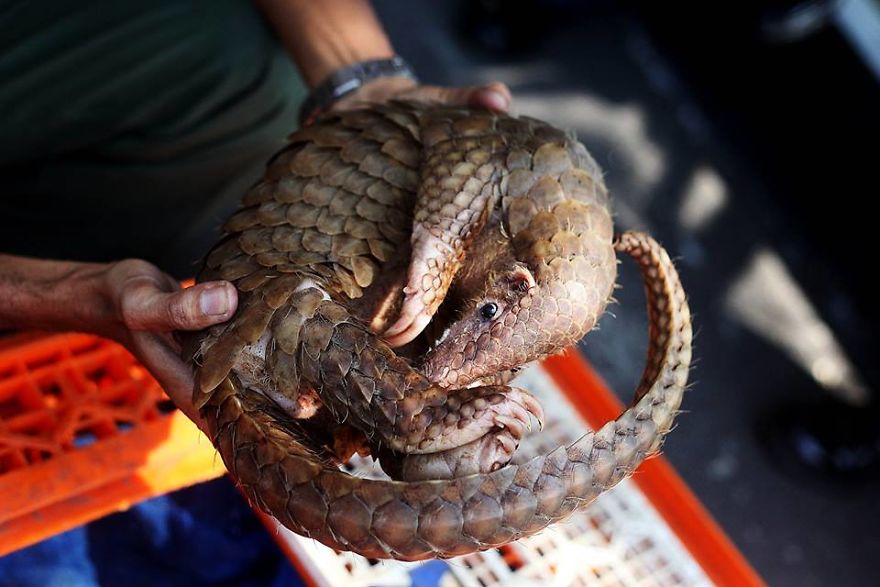 No Trade, No Killing: 200+ Muggled Pangolins Tracked Down In Indonesia No Trade, No Killing: 200+ Muggled Pangolins Tracked Down In Indonesia