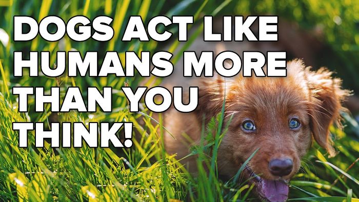Dogs Act Like Humans More Than You Think