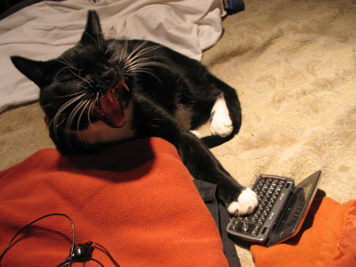 Iggy Mau Mau Texting His Dad A Joke