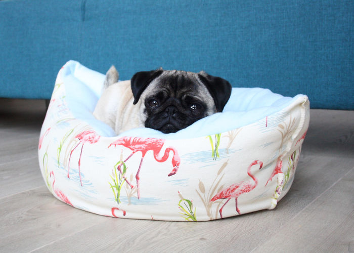 These Two Pugs Have The Hardest Job...