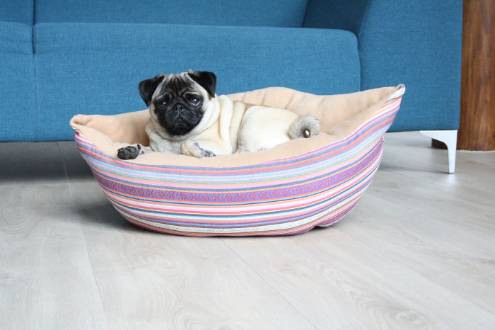 These Two Pugs Have The Hardest Job...