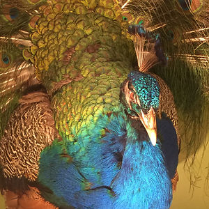 mosuvunrungsi avatar