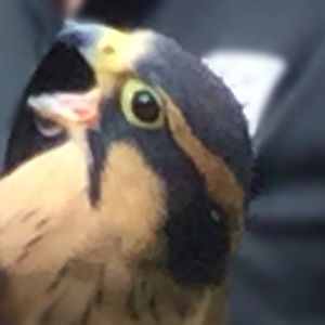 themeepreaper avatar