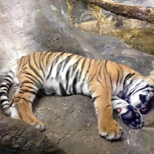 ambiguousfigure avatar