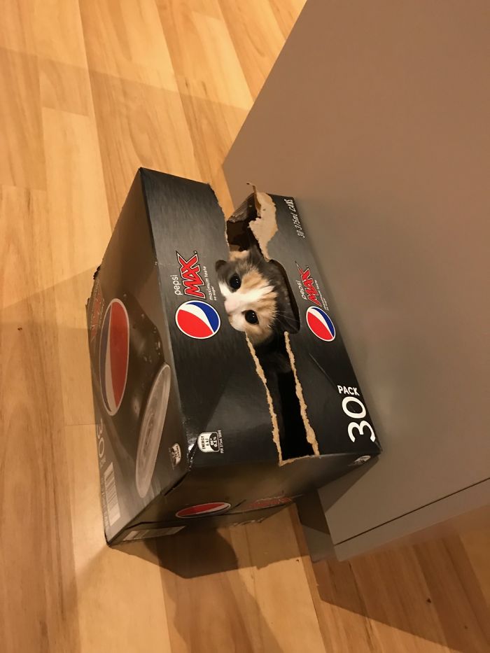 She Thinks We Can't See Her When She's In The Magic Box