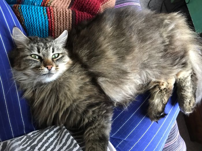 She Was On My Lap And Then I Slowly Moved My Legs Cause I Had To Get Up... She Didn't Move