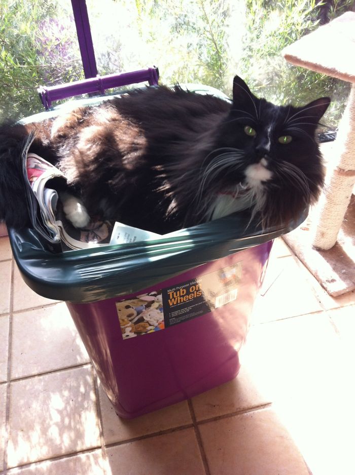 Meet Frankenstein. My Beautiful Girl Who Can Find Happiness Anywhere