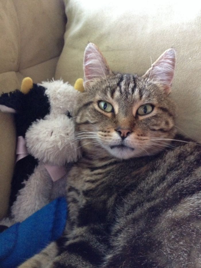 Gorgeous George And Milky The Cow, Who Use To Be Mine, But Not Any More