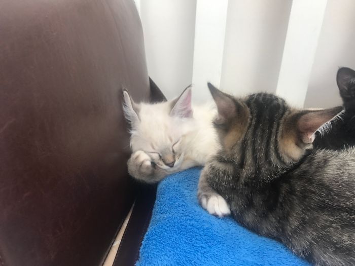 Can't Stay Awake While In Deep Thought....