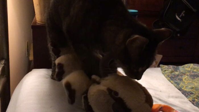 Our Cat Loves Appa The Stuffed Animal