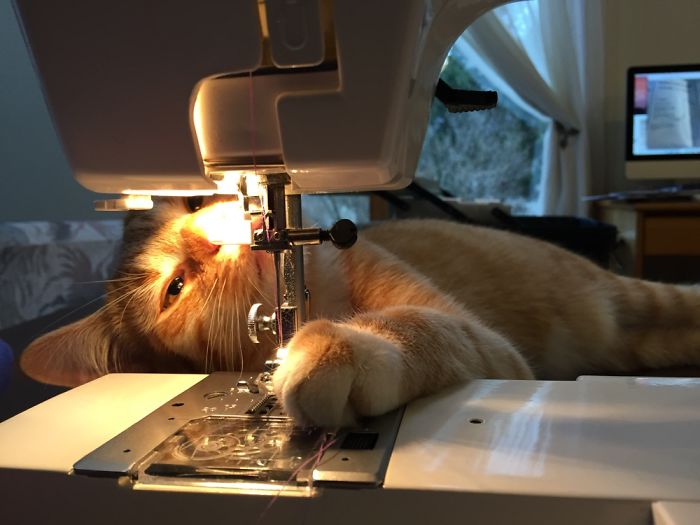 Hamilton Loves Sewing!