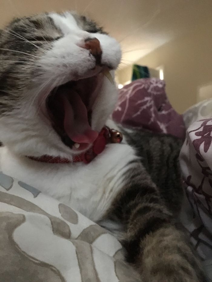 Baby Girl Only Has 2 Teeth Left. Still Hunts Like A Boss. Silly Girl