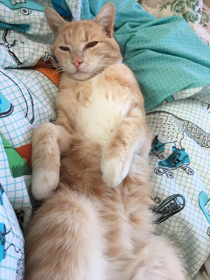 My Wierd Cat Eddie Loves To Lay Like This.