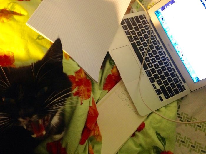 Strongly Opinionated And Will Bite The S*** Out Of Competitors. My Bussiness Partner Mittens.