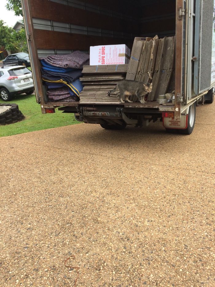 My Kitty In The Moving Van ♥️♥️