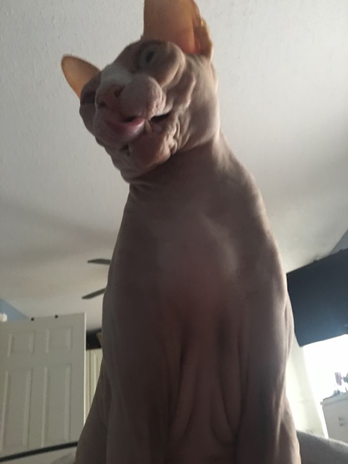 And Another Shot Of What I Wake Up To. Our Boy, Nugget!