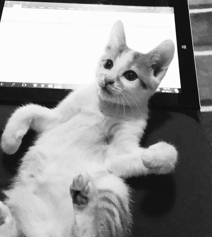 Trying To Catch My Fingers While I'm Typing... Still So So Cute