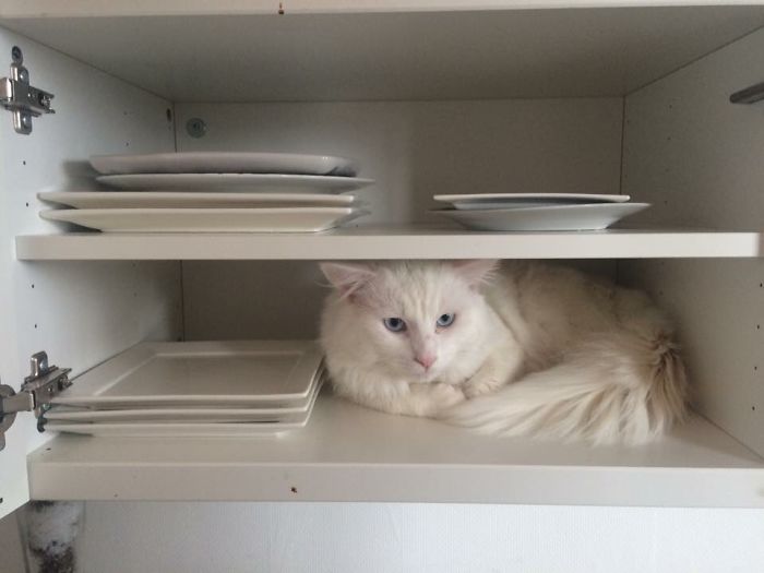 What Ya Looking At? My Color Blends In Purrrfectly!