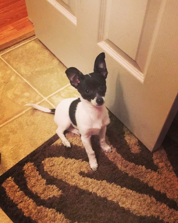 I Bought My Dream Dog And I Couldn’t Be Happier 🐾💙