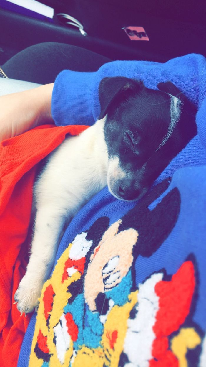 I Bought My Dream Dog And I Couldn't Be Happier 🐾💙