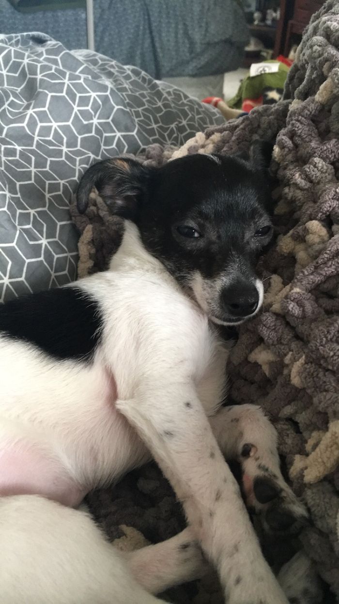 I Bought My Dream Dog And I Couldn't Be Happier 🐾💙