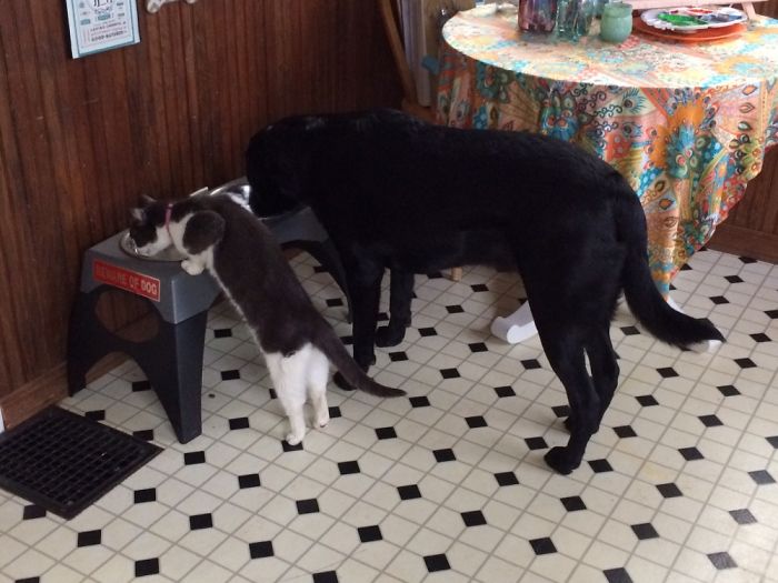 Dice Loves To Drink The Dogs Water