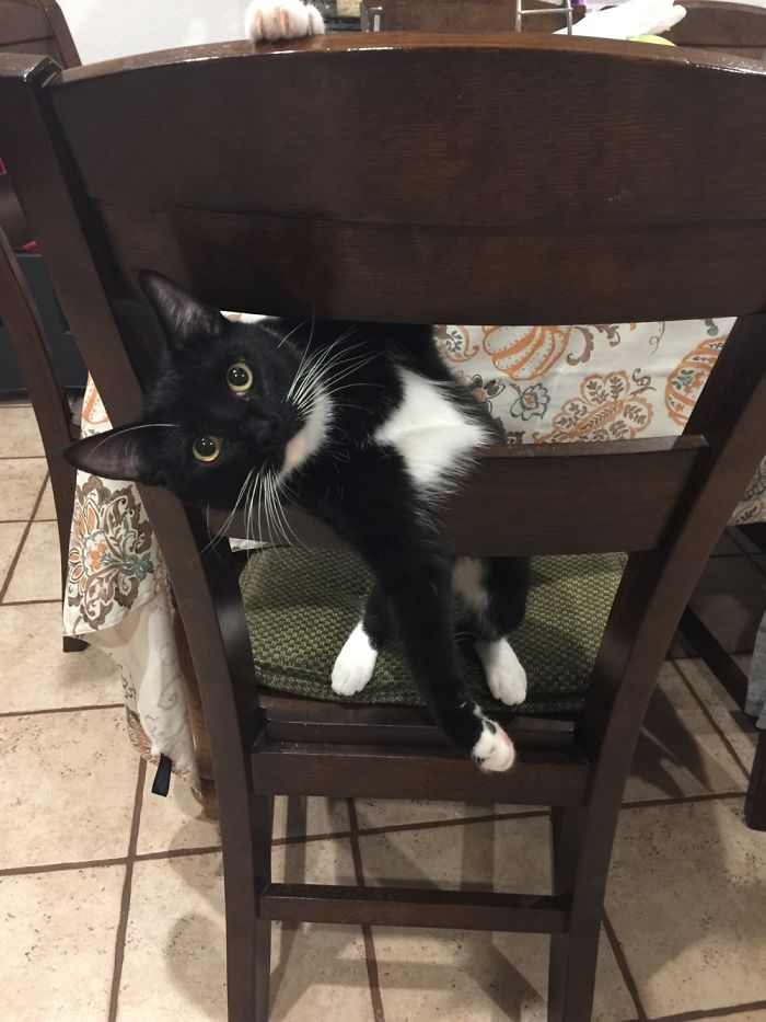 This Is How He "hangs Out" On The Chairs