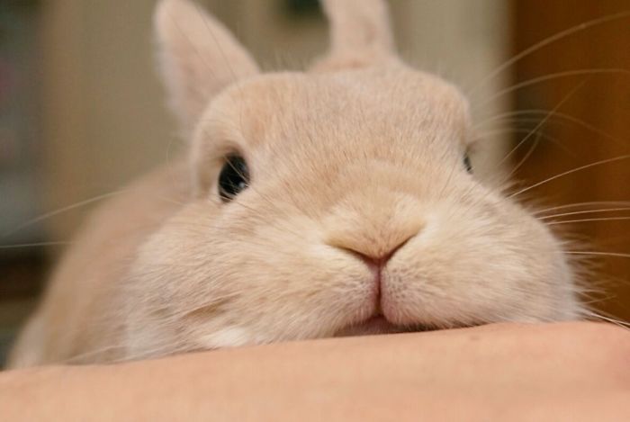 Cute Lil' Animals-Add Your Own