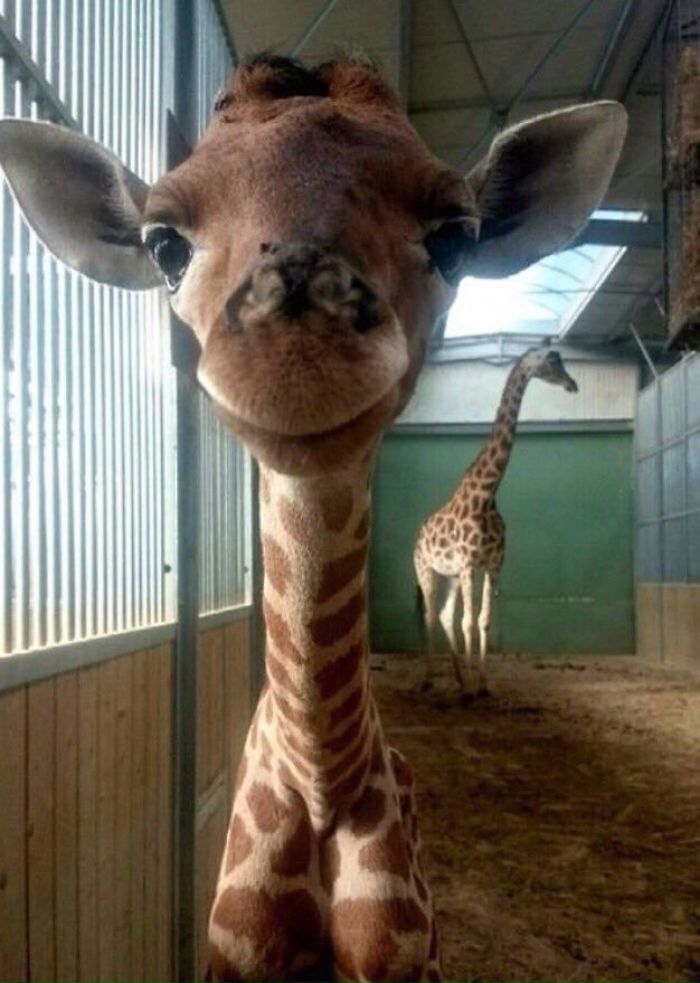 Cute Lil' Animals-Add Your Own