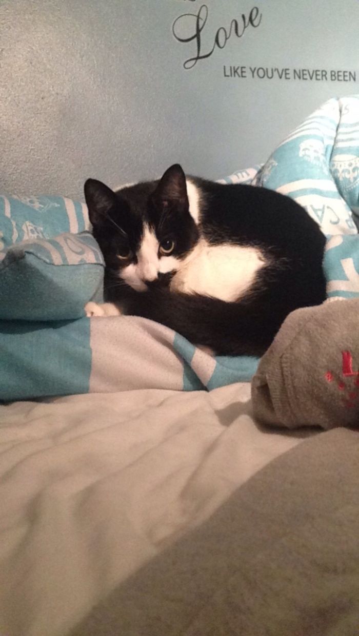 Cute Lil' Animals-Add Your Own