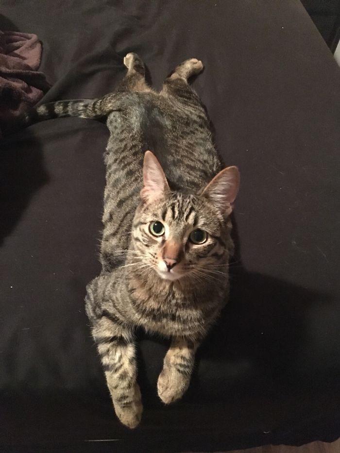 He Lays Like This When He Wants To Keep Playing But He's Getting Tired.