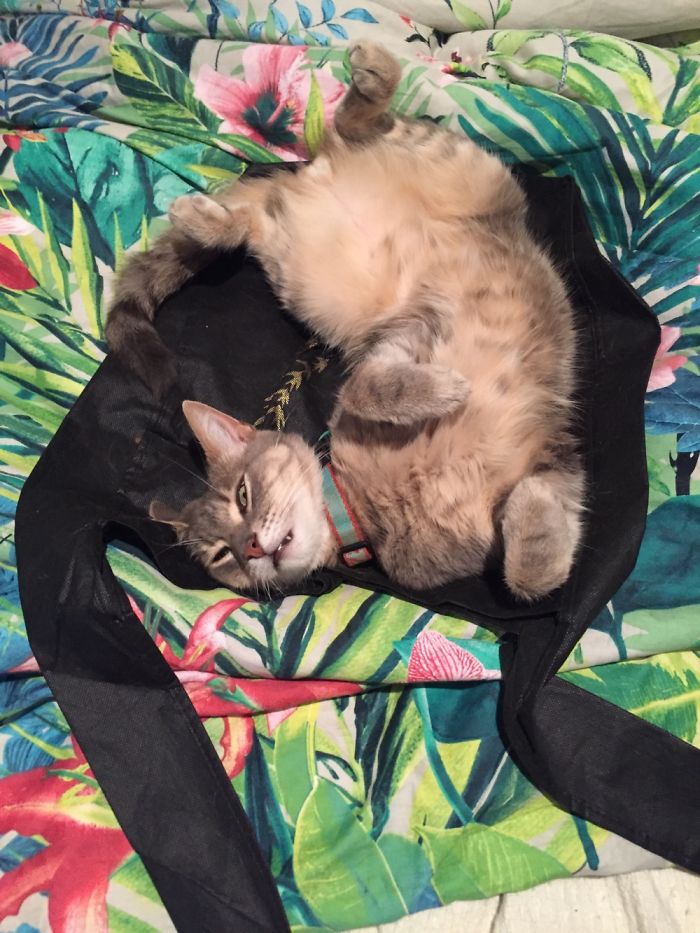 The Most Comfortable Position According To My Cat - He Does This Whenever It's Hot.